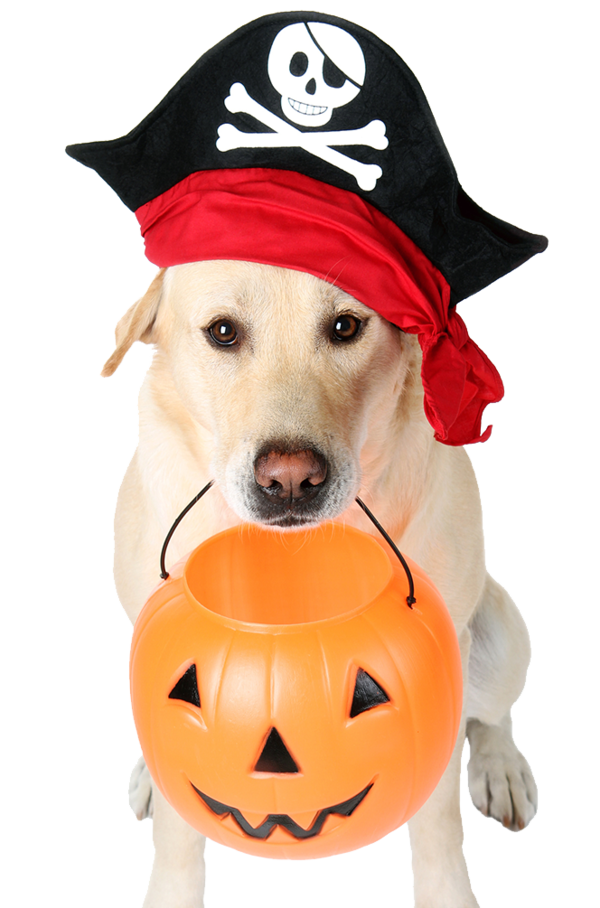 Transparent Dog Bad Pets True Tales Of Misbehaving Animals Halloween Cap for Halloween