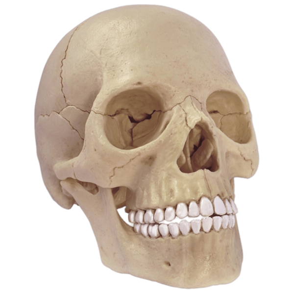 Transparent Skull Anatomy Human Body Bone for Halloween