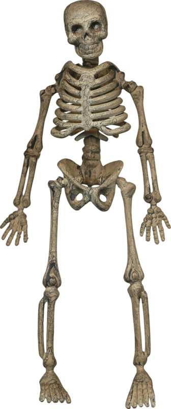 Transparent Skeleton Human Skeleton Bone Joint for Halloween
