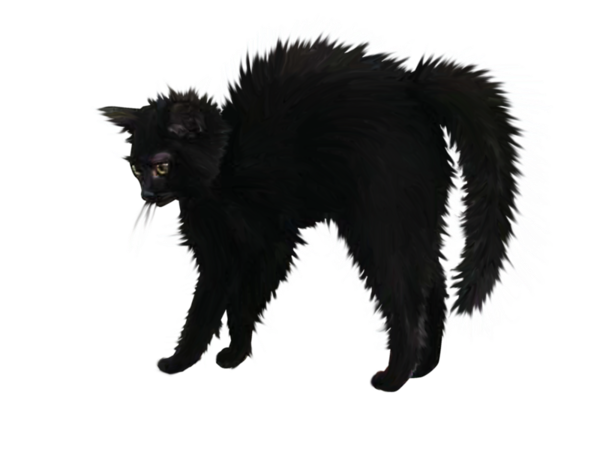 Transparent Le Chat Noir Bombay Cat Black Cat Cat for Halloween