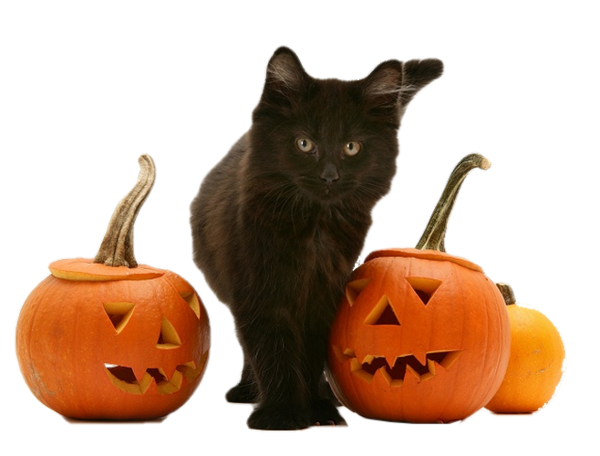 Transparent Black Cat Kitten Maine Coon Cat Cucurbita for Halloween