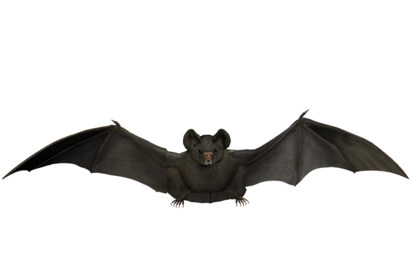 Transparent Bat Flight Bat Wing Development Snout for Halloween