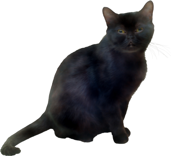 Transparent Korat Bombay Cat European Shorthair Cat Small To Mediumsized Cats for Halloween