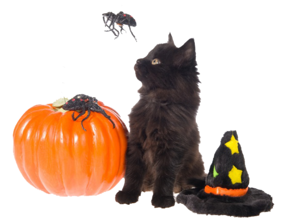 Transparent Cat Dog Halloween Whiskers Black Cat for Halloween