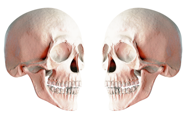 Transparent Skull Skeleton Bone Neck for Halloween