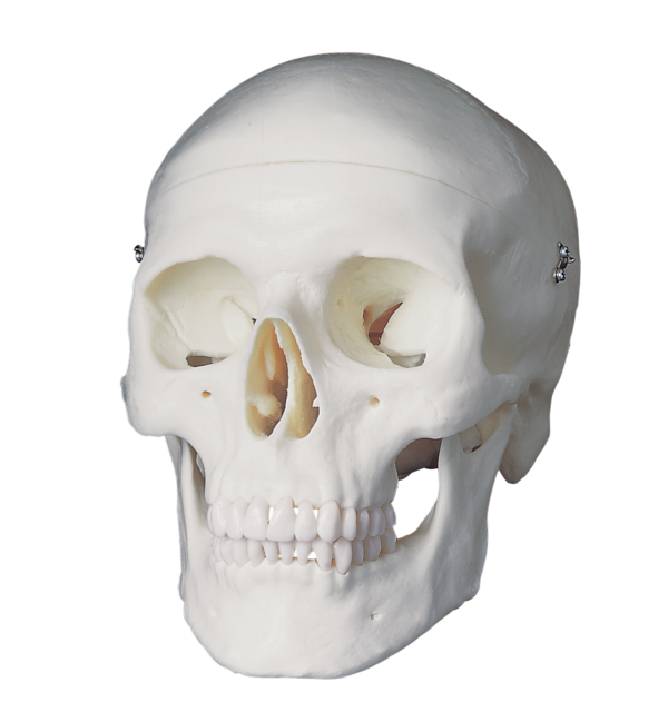 Transparent Skull Anatomy Bone for Halloween