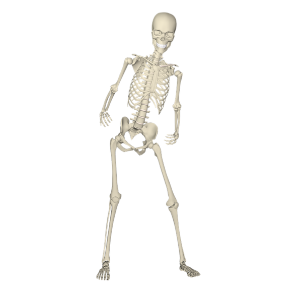 Transparent Human Skeleton Skeleton Bone Standing Shoulder for Halloween