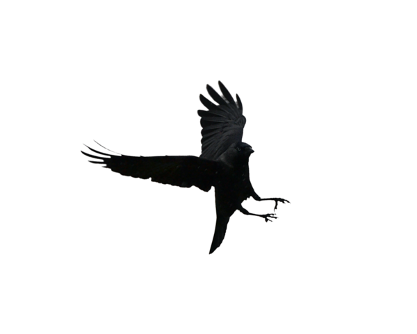 Transparent Bird Multibagger Stock Western Jackdaw Beak for Halloween