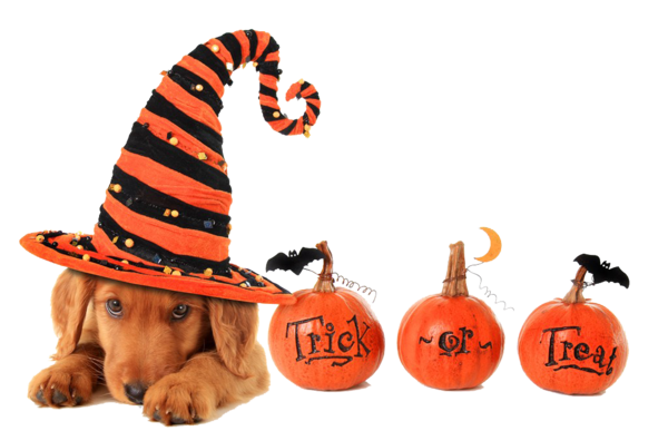 Transparent Dog Cat Halloween Orange Hat for Halloween