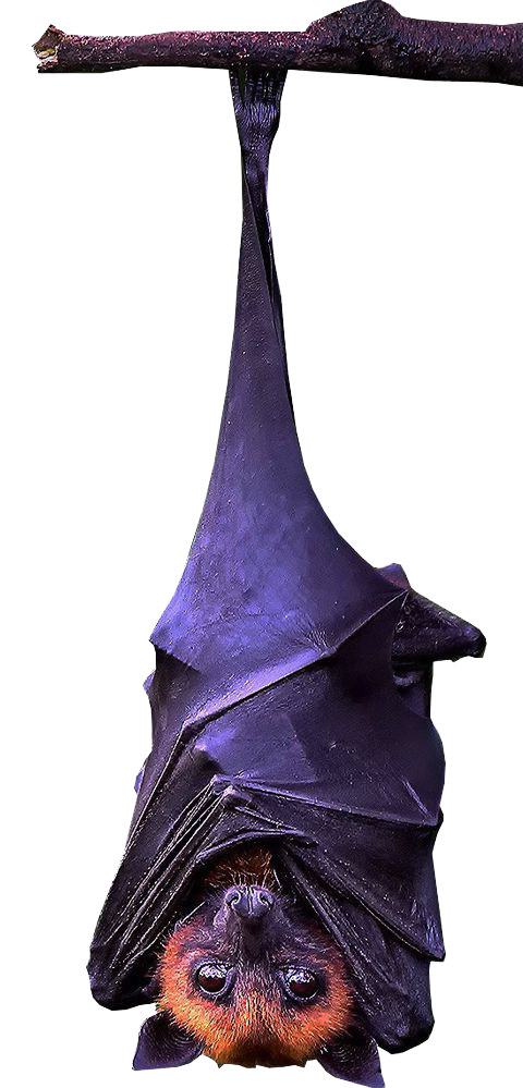 Transparent Bat World Wide Web Halloween Purple Snout for Halloween