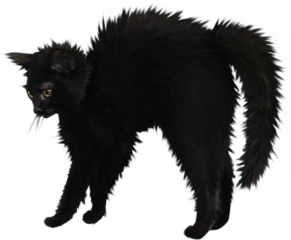 Transparent Black Cat Bombay Cat Black Cat for Halloween