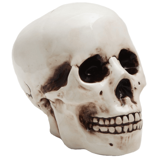 Transparent Skull Skeleton Bank Bone for Halloween