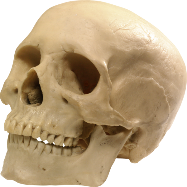 Transparent Skull Skeleton Human Skeleton Head for Halloween