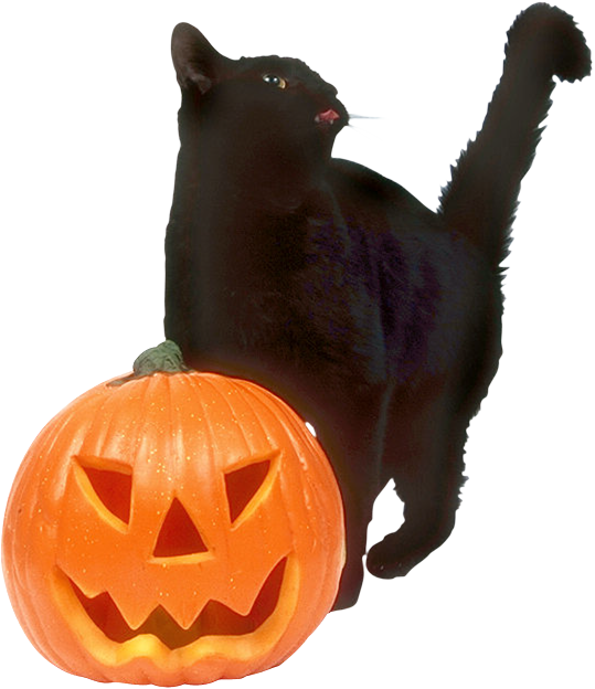 Transparent Black Cat Halloween Jacko Lantern Whiskers Snout for Halloween