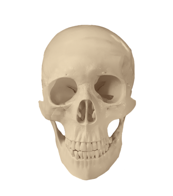 Transparent Skull Drawing Bone for Halloween