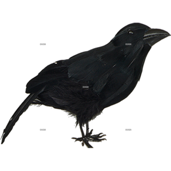 Transparent American Crow Hooded Crow New Caledonian Crow Bird for Halloween