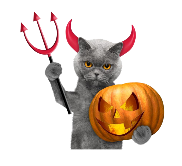 Transparent Halloween Cat Pumpkin Kitten Whiskers for Halloween