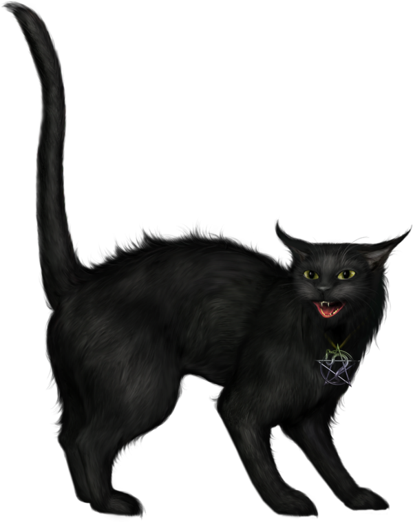 Transparent Cat Kitten Black Cat Havana Brown Fur for Halloween