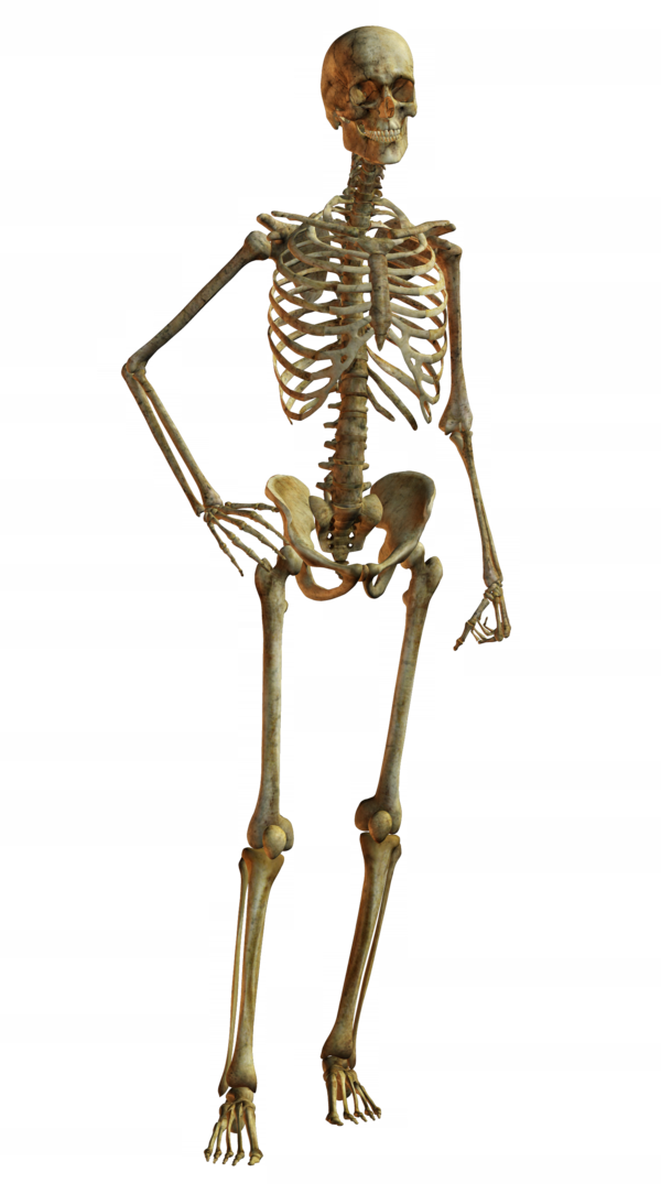 Transparent Skeleton Human Skeleton Bone Shoulder Standing for Halloween