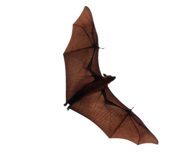 Transparent Bat Flight Halloween Footwear Shoe for Halloween