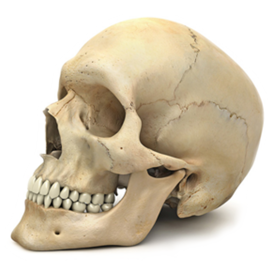 Transparent Skull Human Skeleton Human Body Bone for Halloween