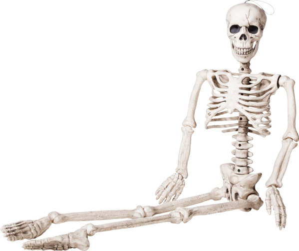 Transparent Skeleton Bone Human Skeleton Human for Halloween