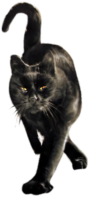 Transparent Black Cat Cat Wildcat for Halloween