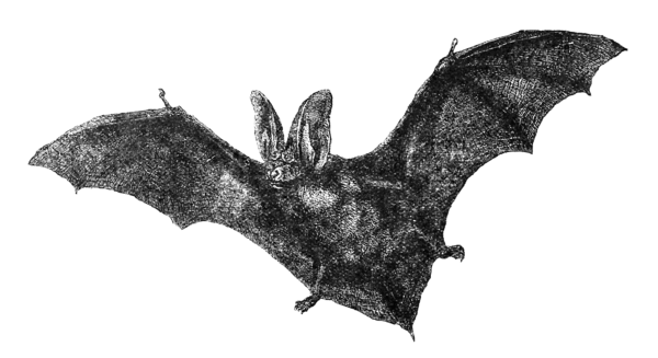 Transparent Bat Drawing Halloween Wildlife for Halloween
