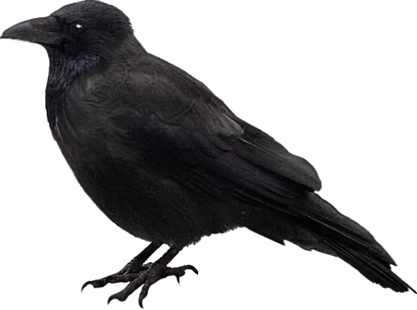Transparent Halloween Raven Common Raven Bird American Crow for Halloween