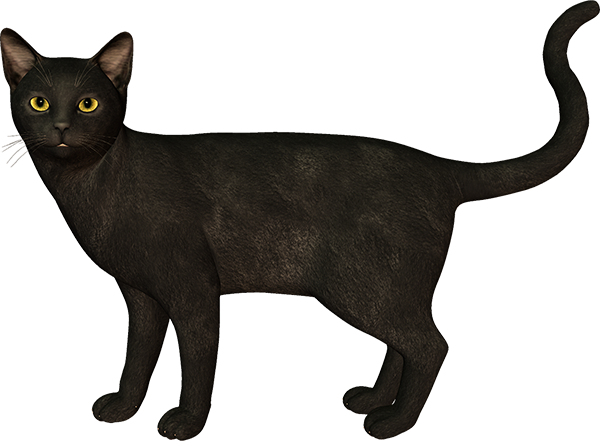 Transparent Black Cat Bombay Cat Burmese Cat Cat for Halloween