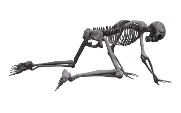 Transparent Halloween Skull Skeleton Black And White for Halloween