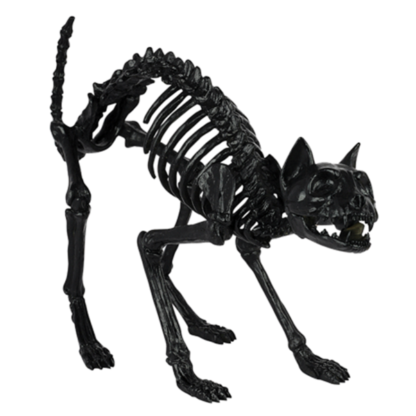 Transparent Skull Skeleton Bone Black And White for Halloween