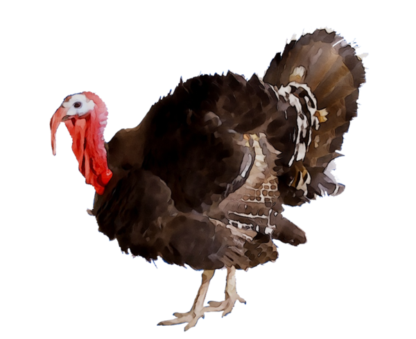 Transparent Broad Breasted White Turkey Wild Turkey Turkey Meat Bird Turkey for Thanksgiving
