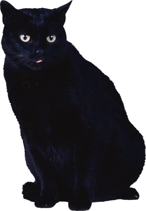 Transparent Cat Black Cat Kitten for Halloween