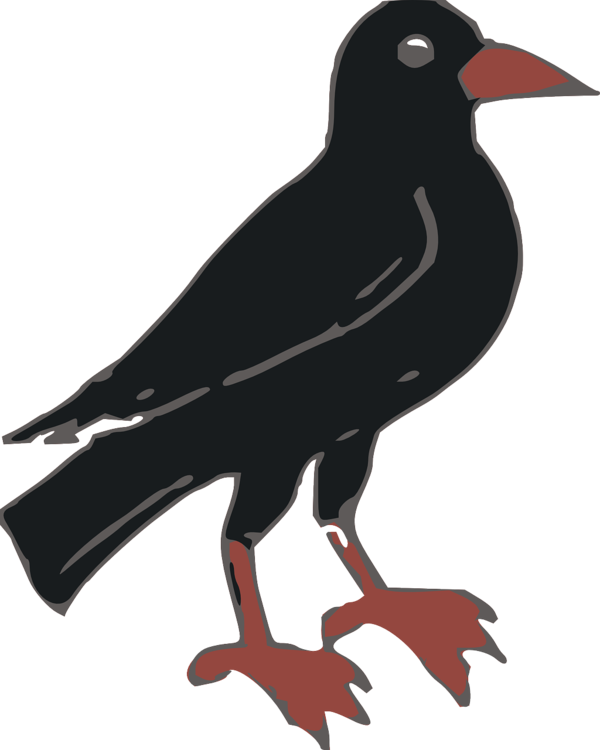 Transparent Common Raven Crow Drawing Crow Like Bird Rook for Halloween