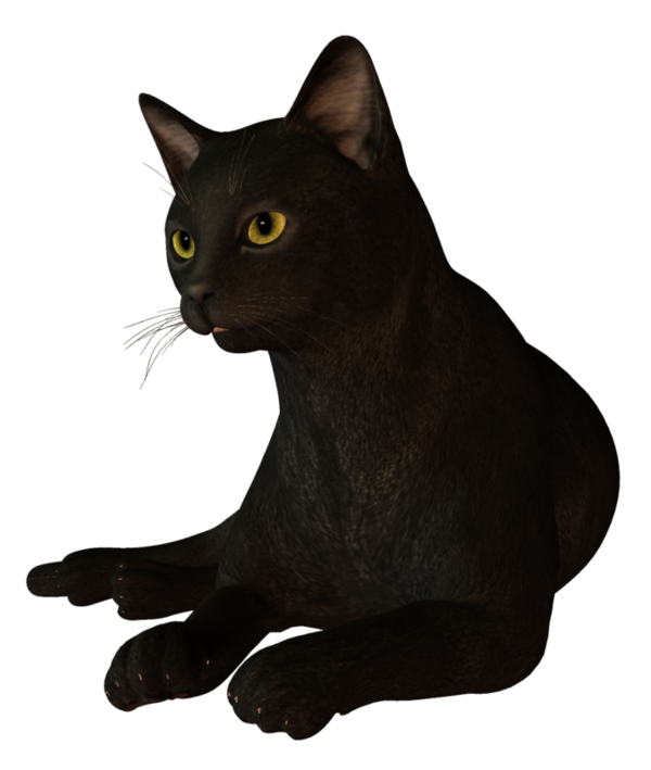 Transparent Bombay Cat Korat Havana Brown Cat Black Cat for Halloween