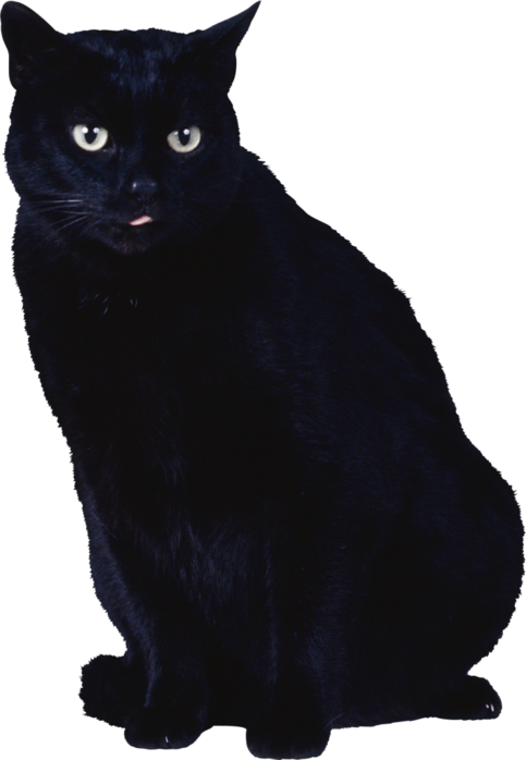 Transparent Cat Black Cat Kitten for Halloween