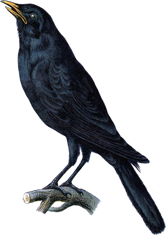 Transparent Halloween Printing Printmaking Bird American Crow for Halloween
