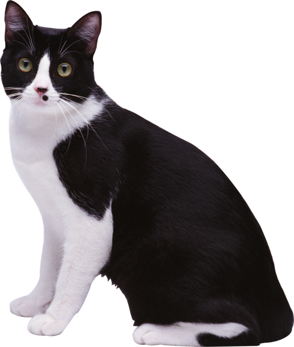 Transparent Cat Kitten Black Cat Fur for Halloween