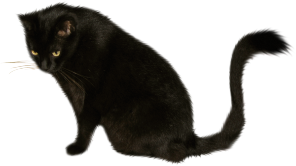 Transparent Black Cat Bombay Cat Korat Snout Fur for Halloween