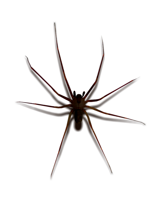 Transparent Widow Spiders Stx G1800ejmvunr Yn Spider Wolf Spider for Halloween