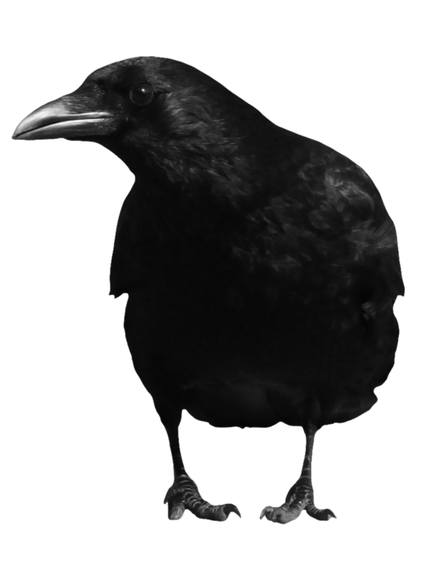 Transparent American Crow Rook Crow Crow Like Bird for Halloween