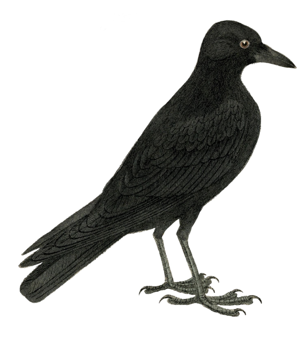 Transparent Bird Crow Common Raven Beak for Halloween