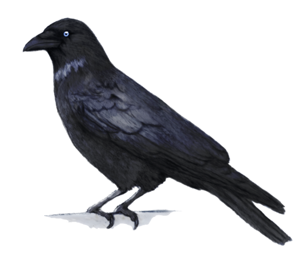 Transparent Common Raven Bbcode Crow Perching Bird Crow Like Bird for Halloween
