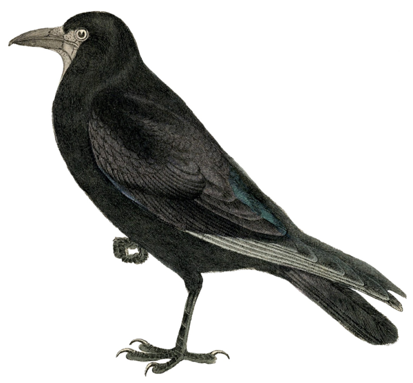 Transparent Rook Common Raven Crow Bird American Crow for Halloween