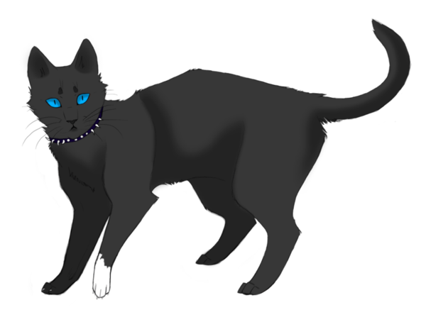 Transparent Cat Warriors Drawing Black Cat for Halloween