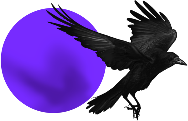 Transparent Rook American Crow Bird Purple for Halloween
