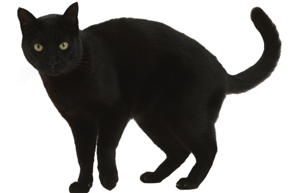 Transparent Cat Black Cat Superstition Snout Fur for Halloween