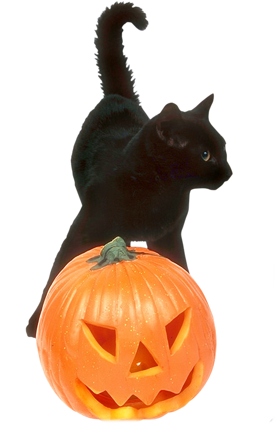 Transparent Whiskers Winter Squash Cat Pumpkin for Halloween