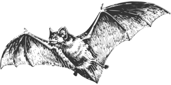 Transparent Bat Halloween Vampire Bat Line Art for Halloween